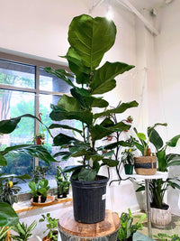 Ficus Lyrata Bush 8" - PICK UP ONLY
