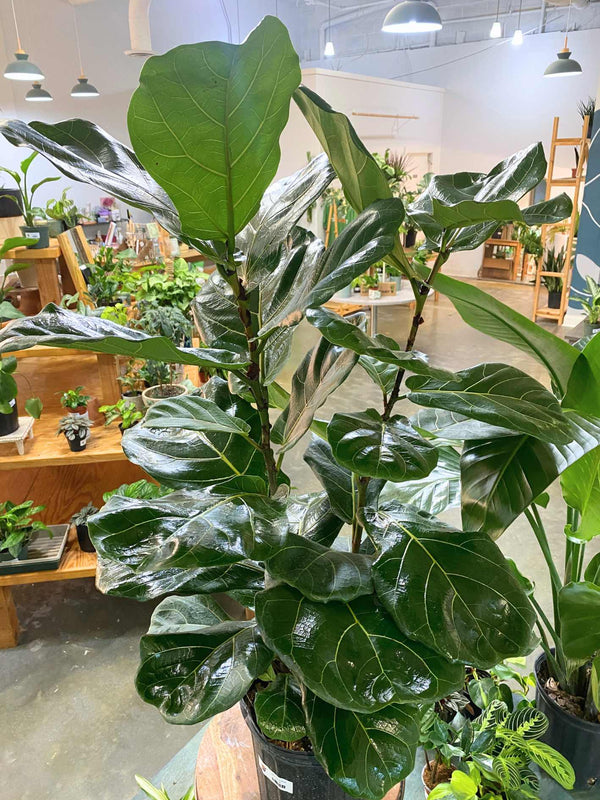 Ficus Lyrata Bush 8" - PICK UP ONLY