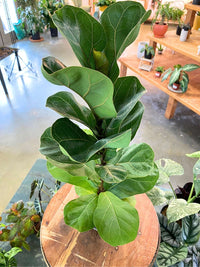 Fiddle Leaf Fig (Ficus lyrata)