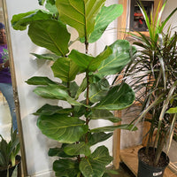 Fiddle Leaf Fig (Ficus lyrata)