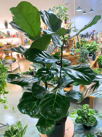 Ficus Lyrata Bush 8" - PICK UP ONLY