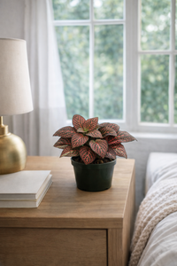 4" Fittonia Nerve Plant (Full)