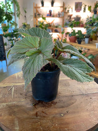 Begonia 'Sinbad'