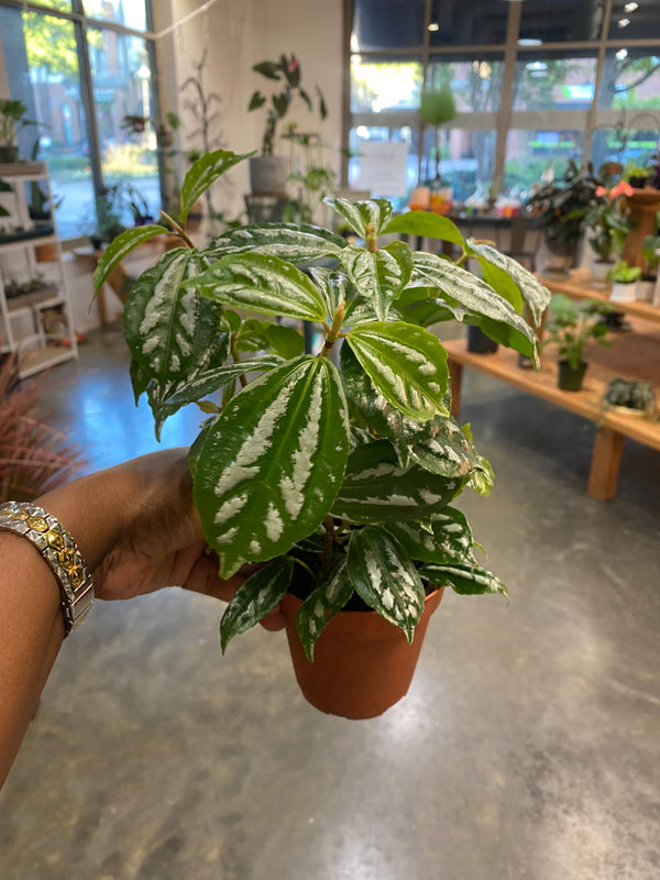 Aluminum Houseplant