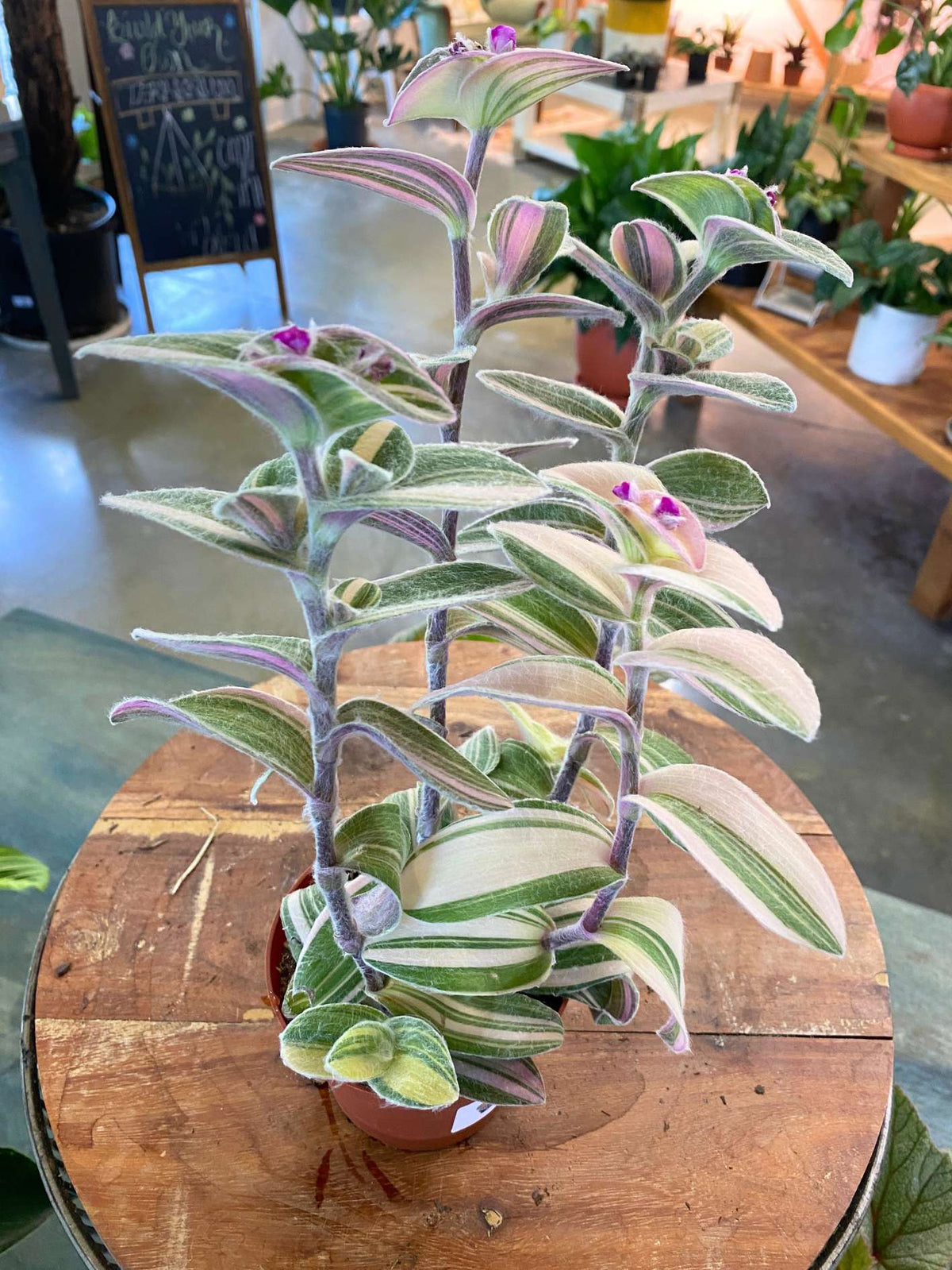 White Tradescantia Velvet Stripe (Flowering)