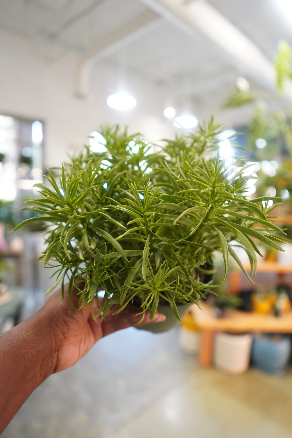 6" Peperomia Nevada - Happy Green Bean