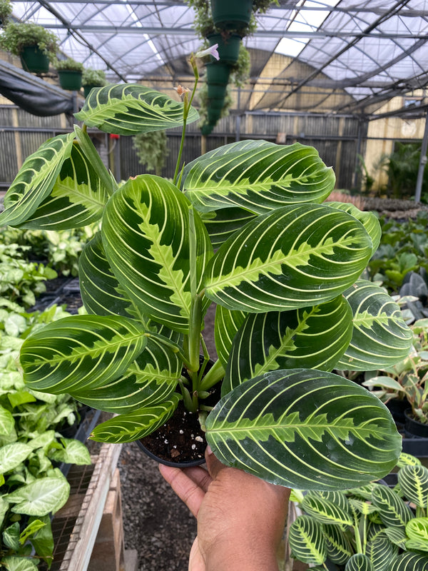 Maranta Green (FULL)