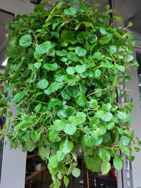 A lush, dense green trailing plant with rounded, textured leaves hanging from a black hanging basket indoors.