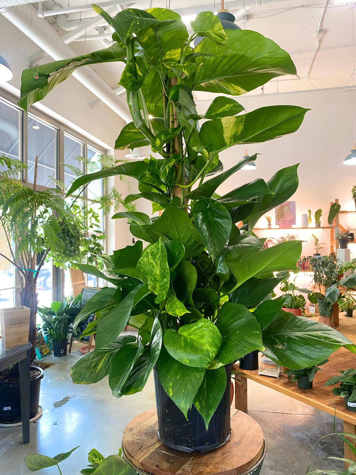Hawaiian Pothos (Epipremnum aureum 'Hawaiian') PICKUP ONLY