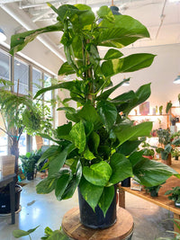 Hawaiian Pothos (Epipremnum aureum 'Hawaiian') PICKUP ONLY