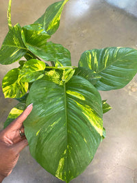 Hawaiian Pothos (Epipremnum aureum 'Hawaiian') PICKUP ONLY