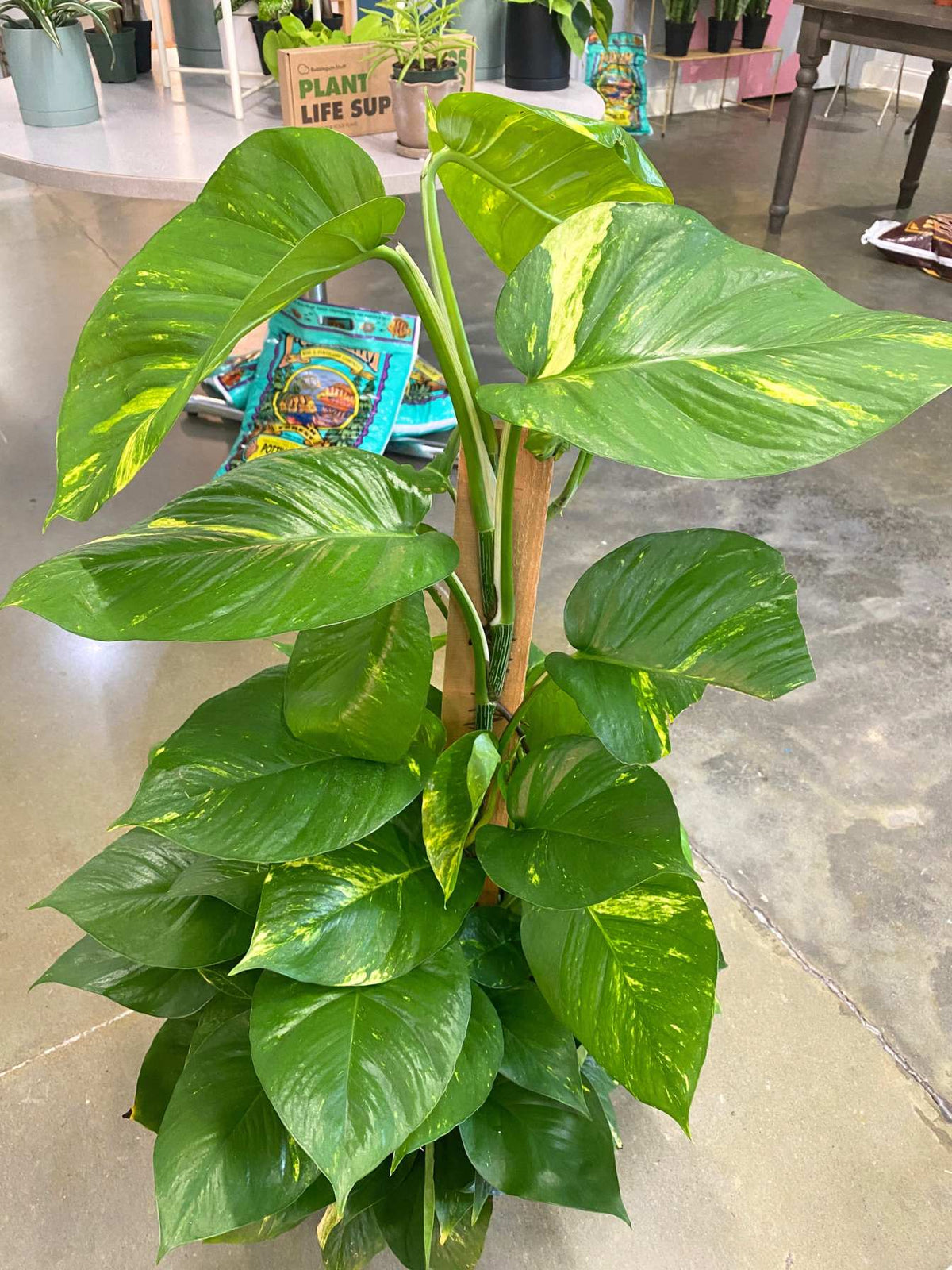 Hawaiian Pothos (Epipremnum aureum 'Hawaiian') PICKUP ONLY