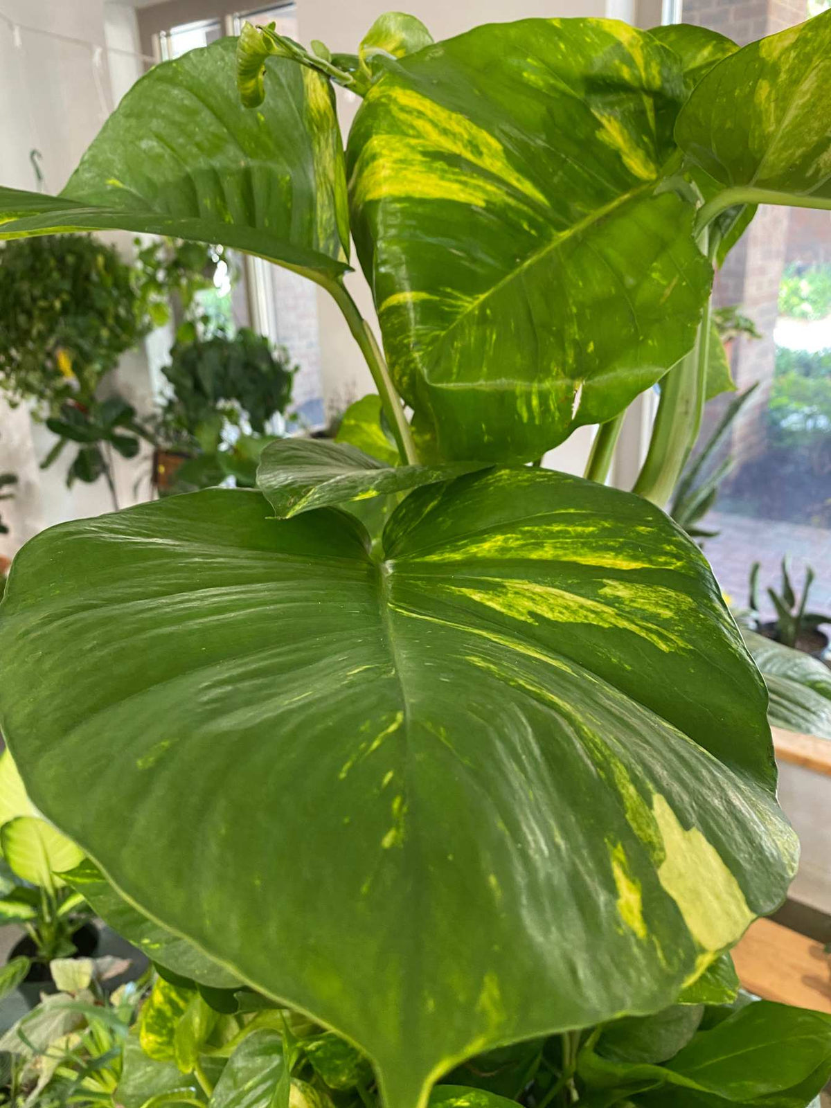 Hawaiian Pothos (Epipremnum aureum 'Hawaiian') PICKUP ONLY