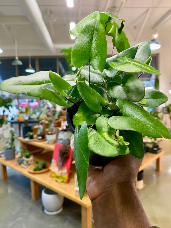Heart Shaped Fern