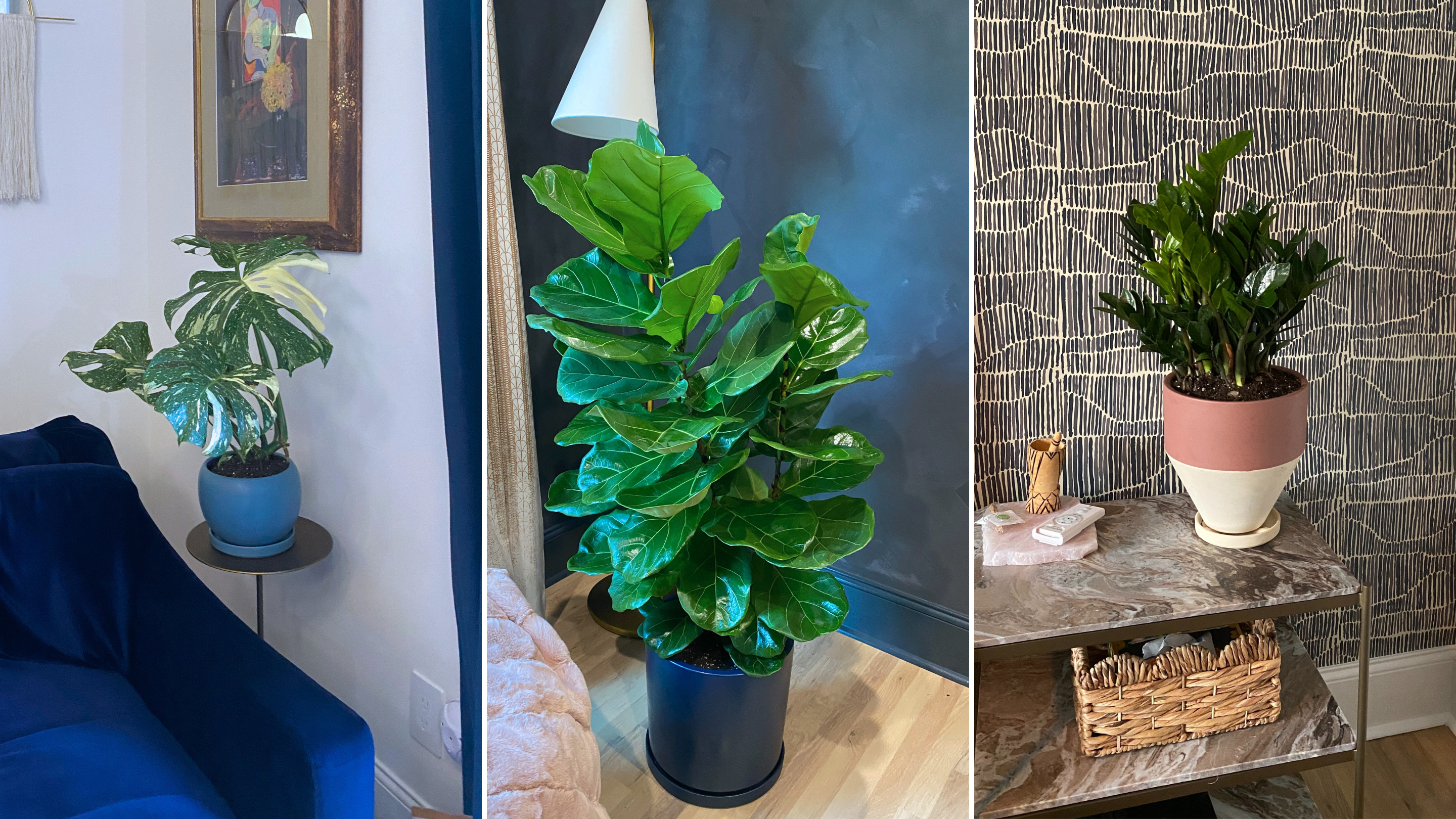 Home with easy plants decoration 