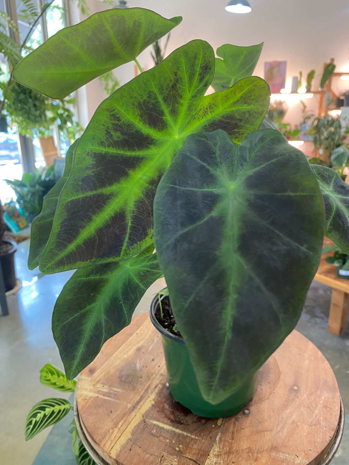 Colocasia (Elephant Ear) (Medium) - PICKUP ONLY