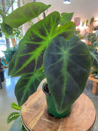 Colocasia (Elephant Ear) (Medium) - PICKUP ONLY