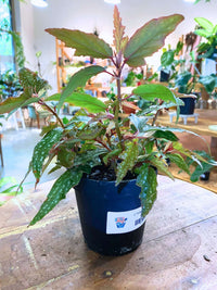 Polka Dot Begonia