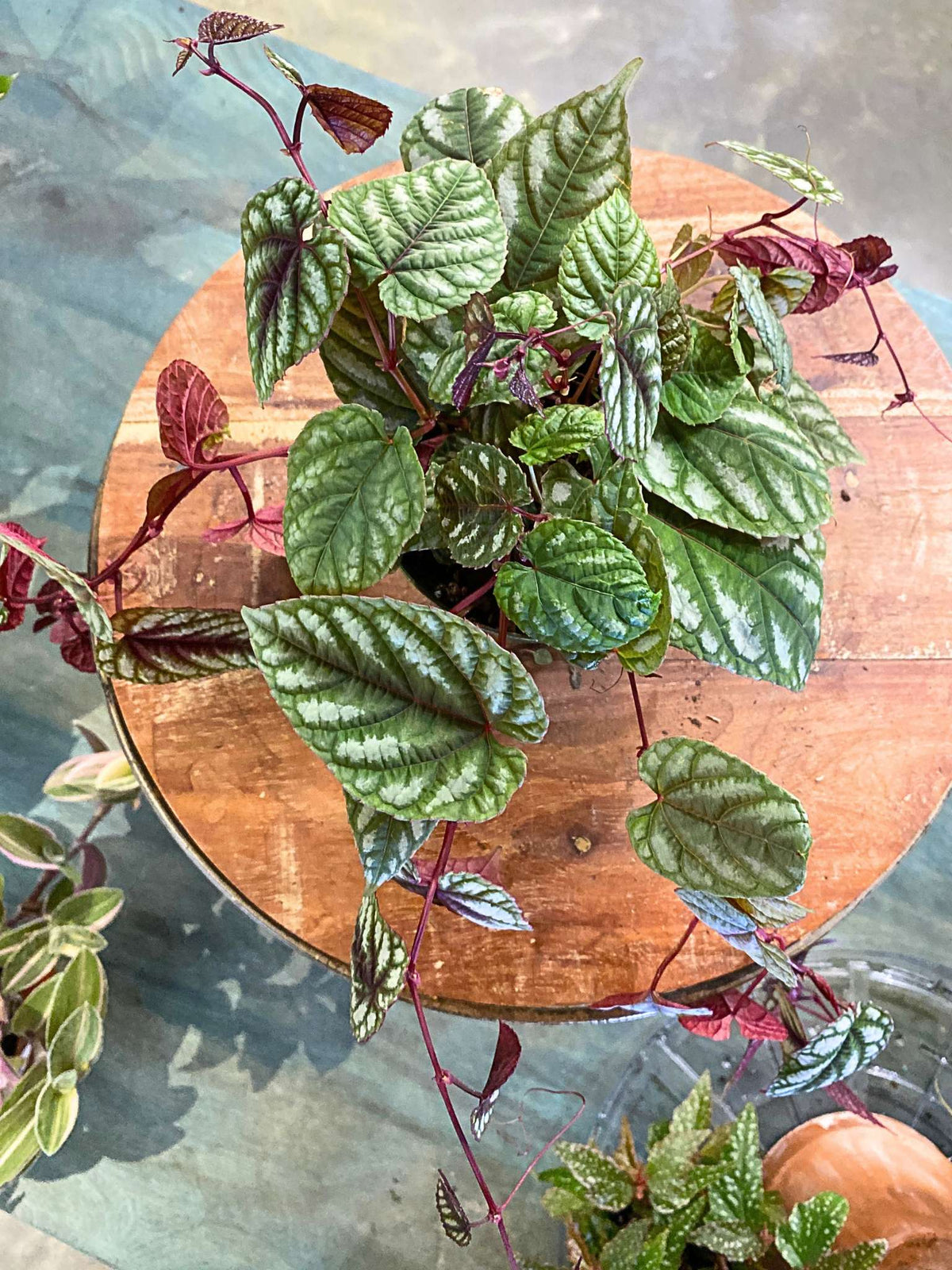 Cissus discolor (Rex Begonia Vine)