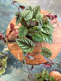 Cissus discolor (Rex Begonia Vine)