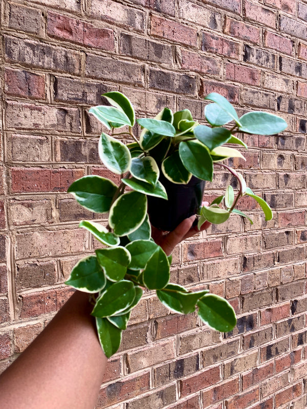 4" Hoya