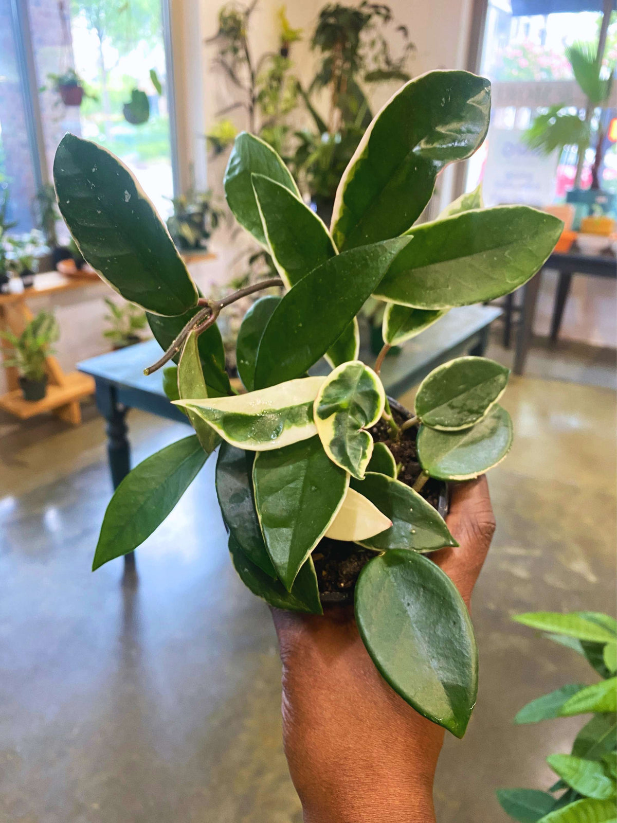 Hoya
