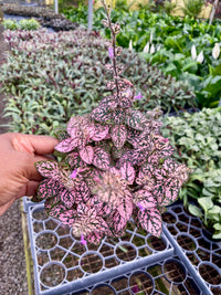Pink Hypoestes (Polka Dot Plant)