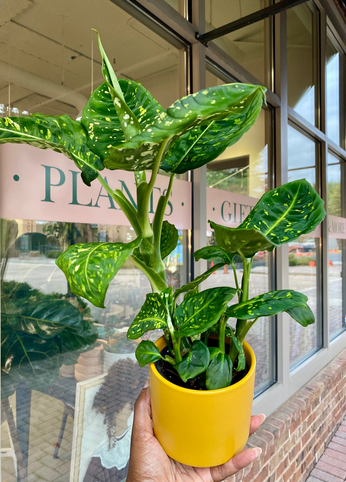 4" Philodendron Reflector