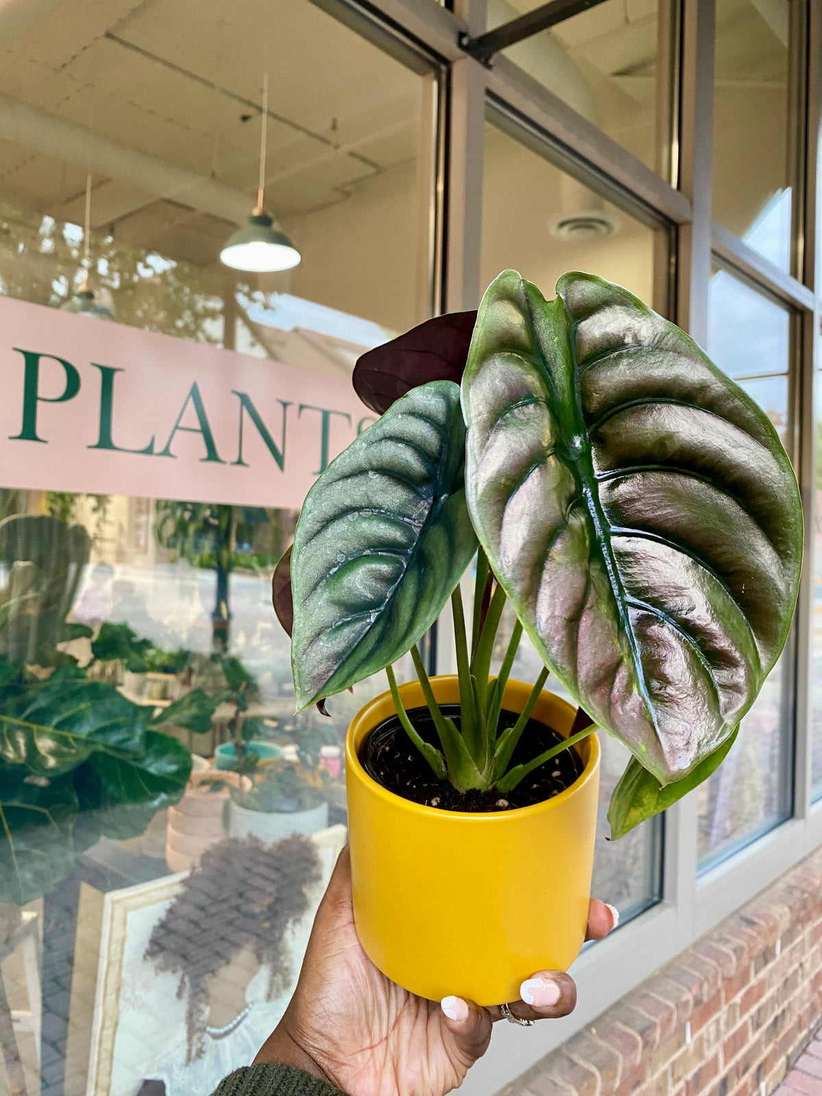 4" Alocasia Red Secret