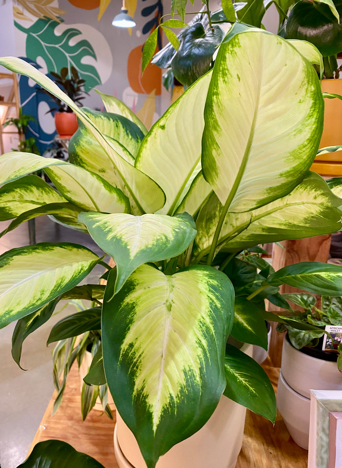 6" Dieffenbachia