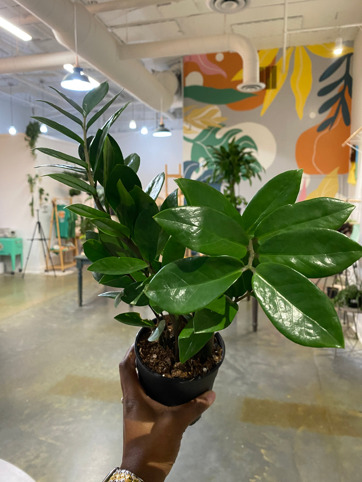 5" Zamioculcas Zamiifolia