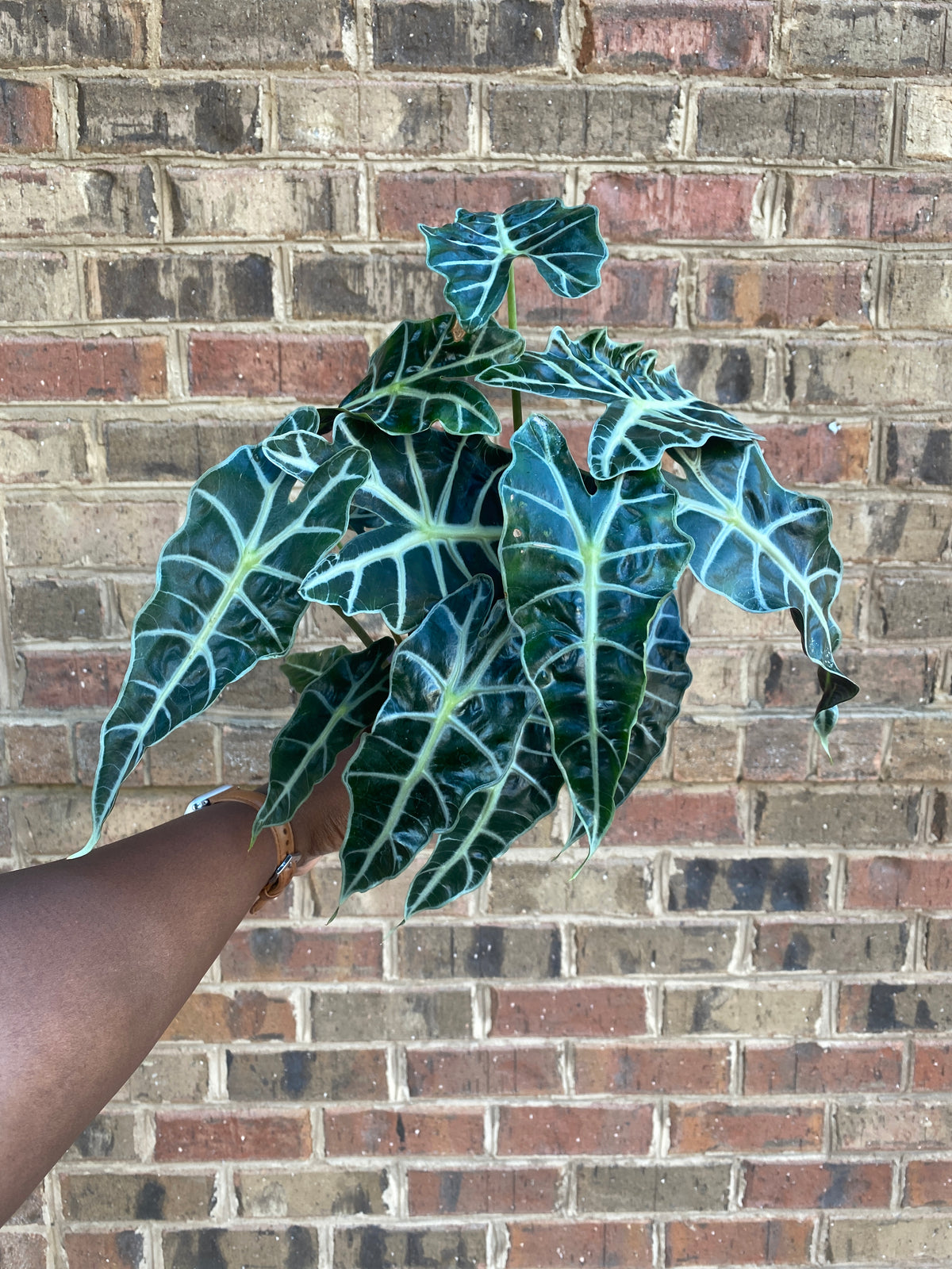 Alocasia African Mask