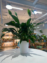 Peace Lily (Spathiphyllum)