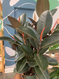 Rubber Tree