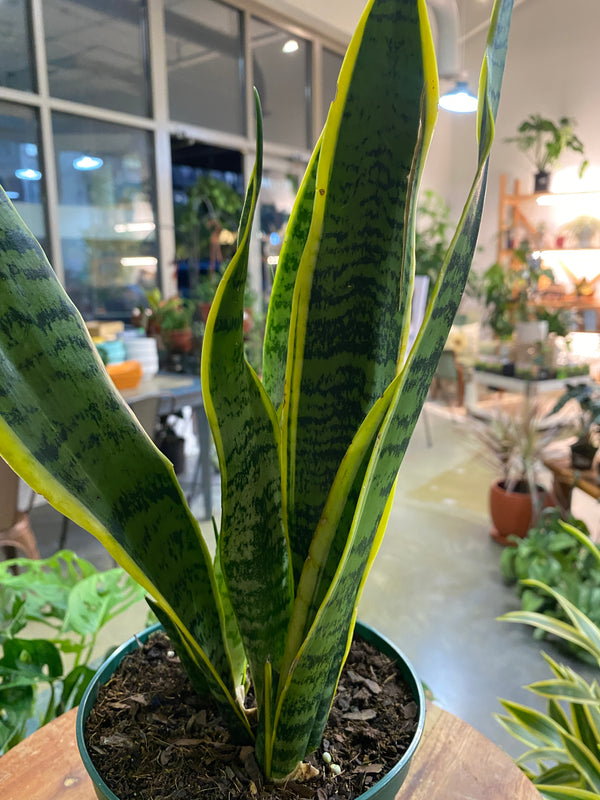Sansevieria Laurentii