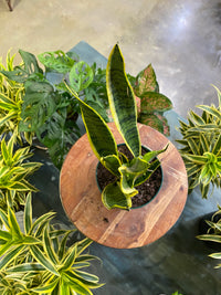 Sansevieria Laurentii