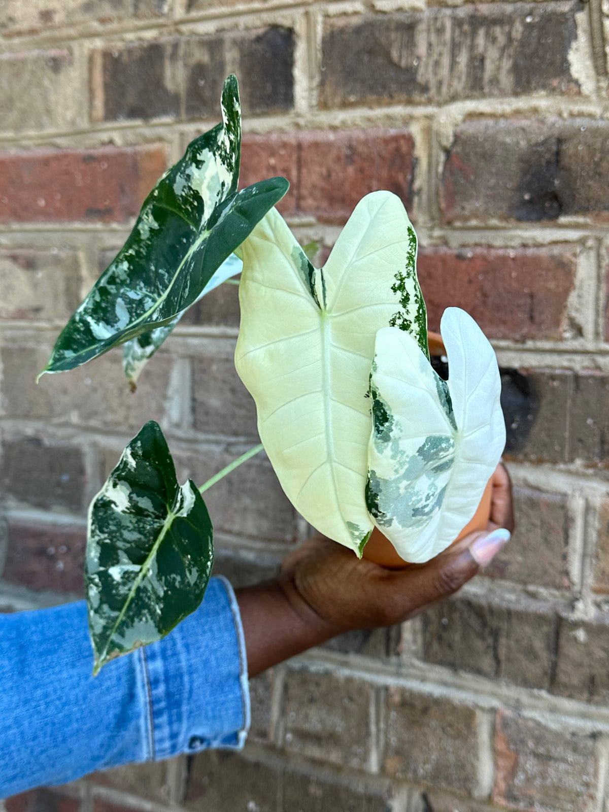 Variegated Alocasia 'Frydek'