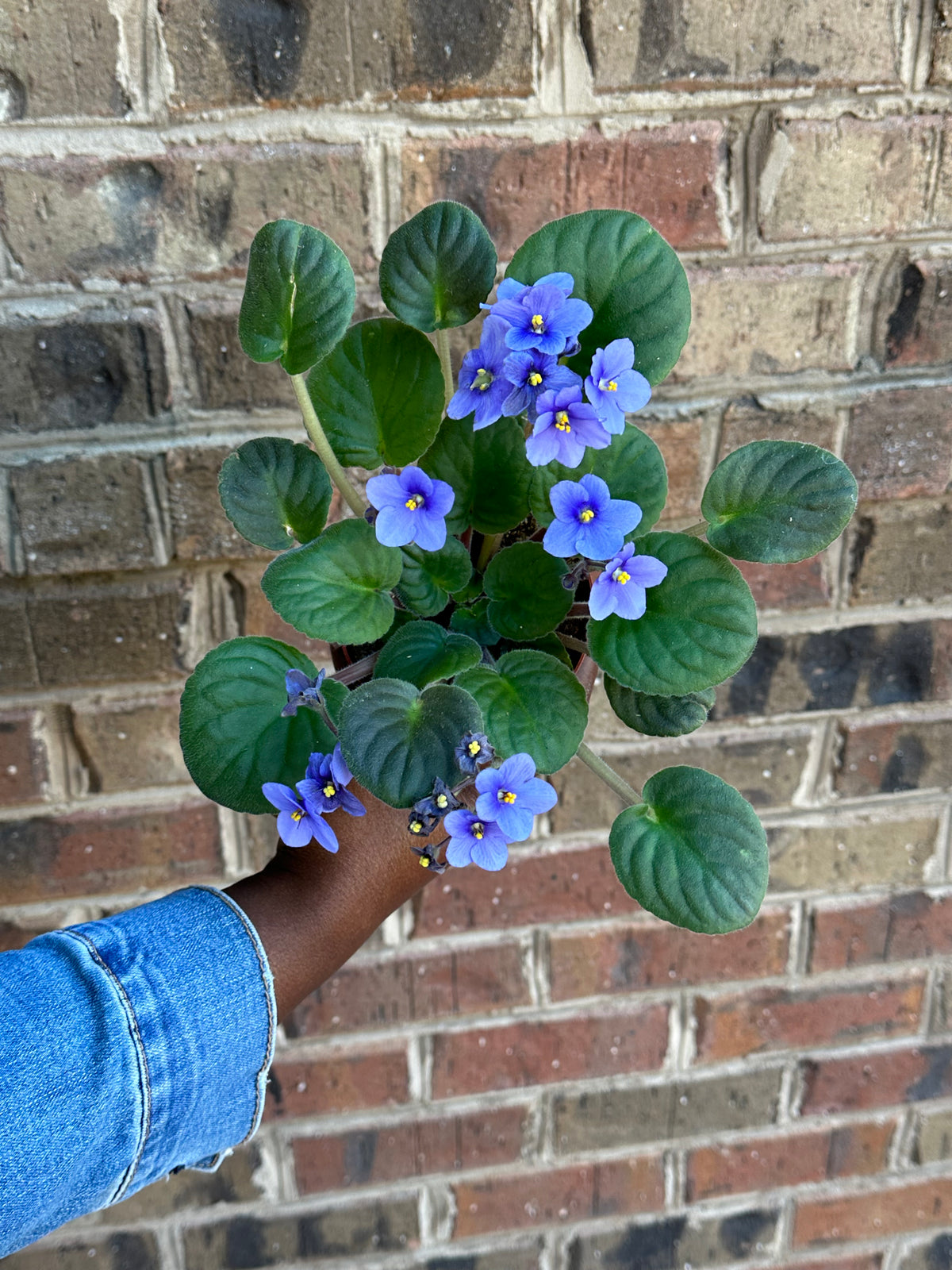 Blooming African Violet