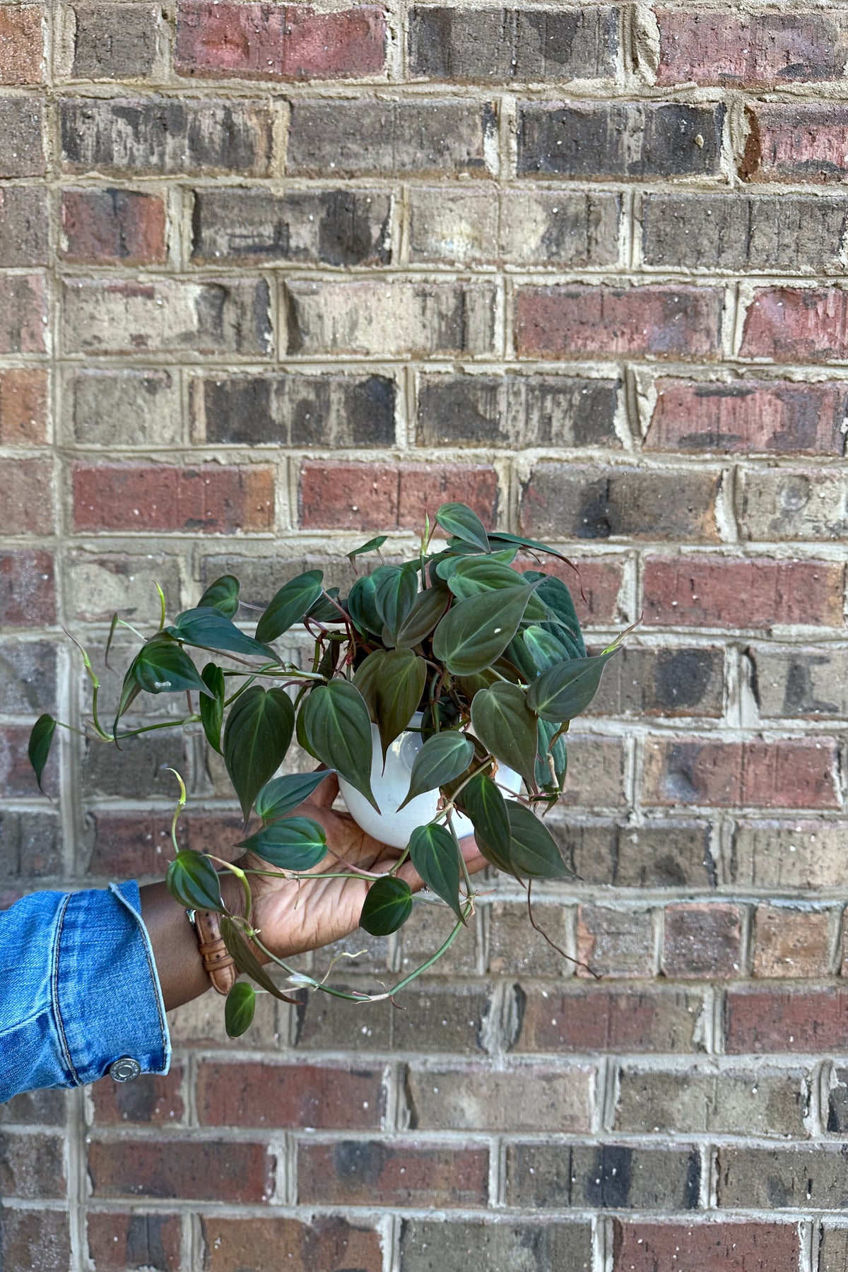 Philodendron Micans (Trailing)