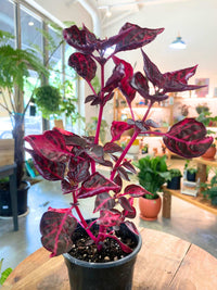 A potted houseplant with deep burgundy and magenta variegated leaves in a black nursery pot, displayed on a wooden table inside a bright plant store.