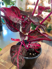 A potted ornamental plant with deep burgundy and dark purple leaves featuring bright pink-red veins, growing in a black plastic pot on a wooden table.