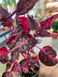Iresine (Bloodleaf) (Sml)