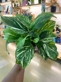 Kaempferia galanga 'Marble Variegated'