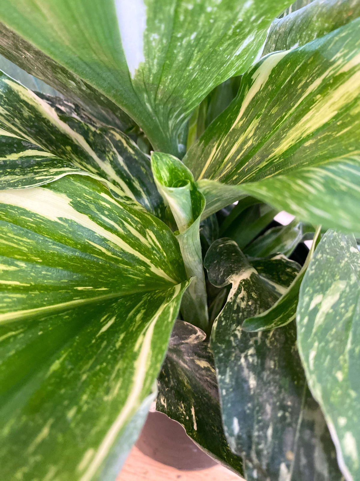 Kaempferia galanga 'Marble Variegated'
