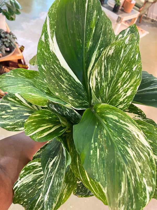 Kaempferia galanga 'Marble Variegated'