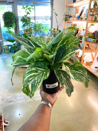 Kaempferia galanga 'Marble Variegated'