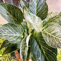 Philodendron Birkin