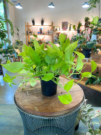 Neon (Lime) Pothos