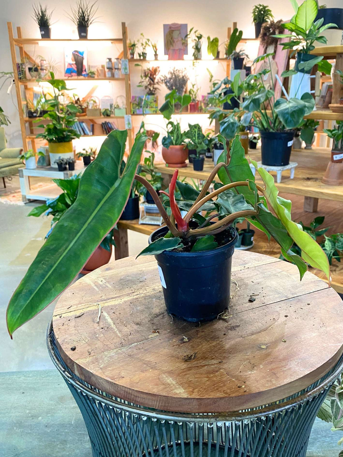 Philodendron Billietiae