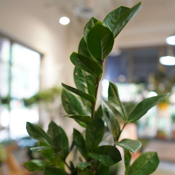 5" Zamioculcas Zamiifolia